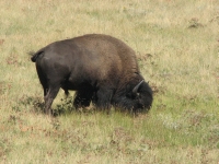 Bison